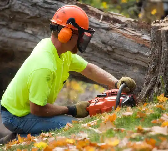 tree services Manahawkin